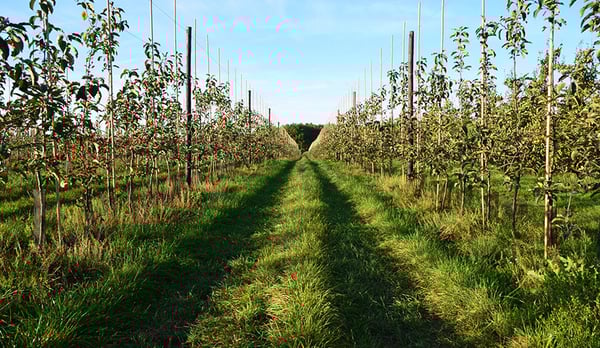 soil to avoid compaction = Limit traffic and passages