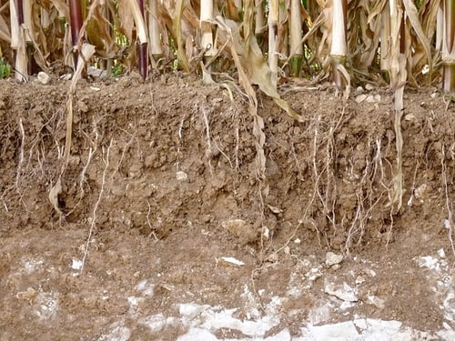 Compacted layer below the plough pan