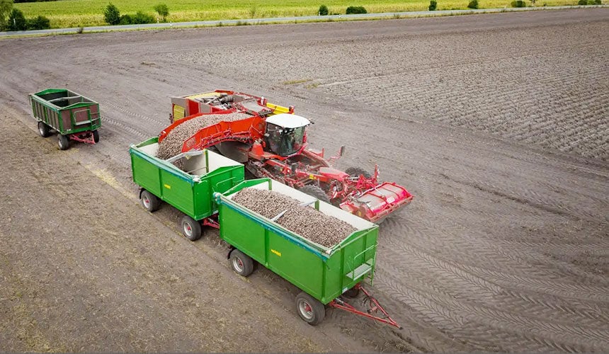 Unloading the potato harvester at the edge of the field