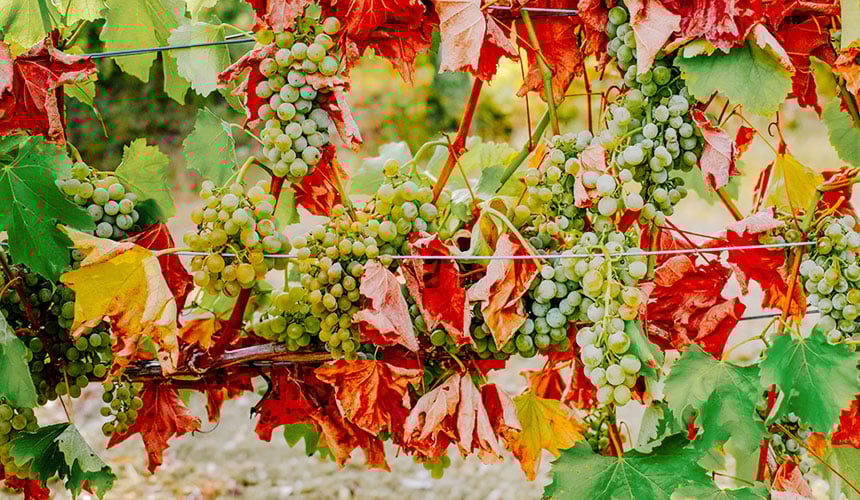 Wilting grapevines caused by lack of water