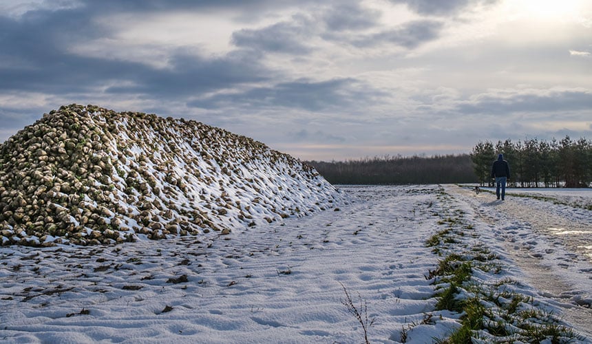 Frost/thaw cycles loosen the soil after tilling