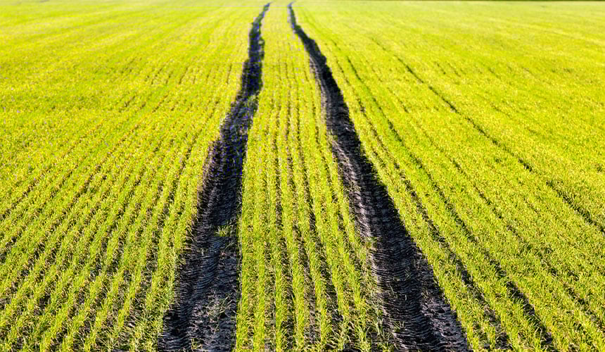 Ruts linked to the passage of heavy spraying equipment, with standard highly inflated tyres