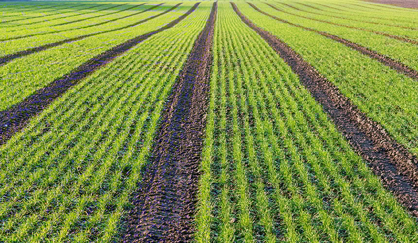 Loss of yield linked to the use of classical agricultural tyres