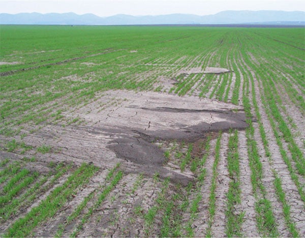 Compacted soil prevents water infiltration and encourages erosion